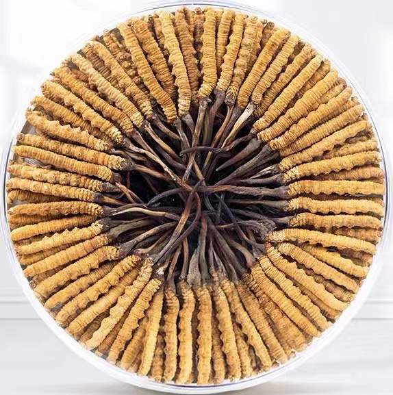 双滦冬虫夏草回收